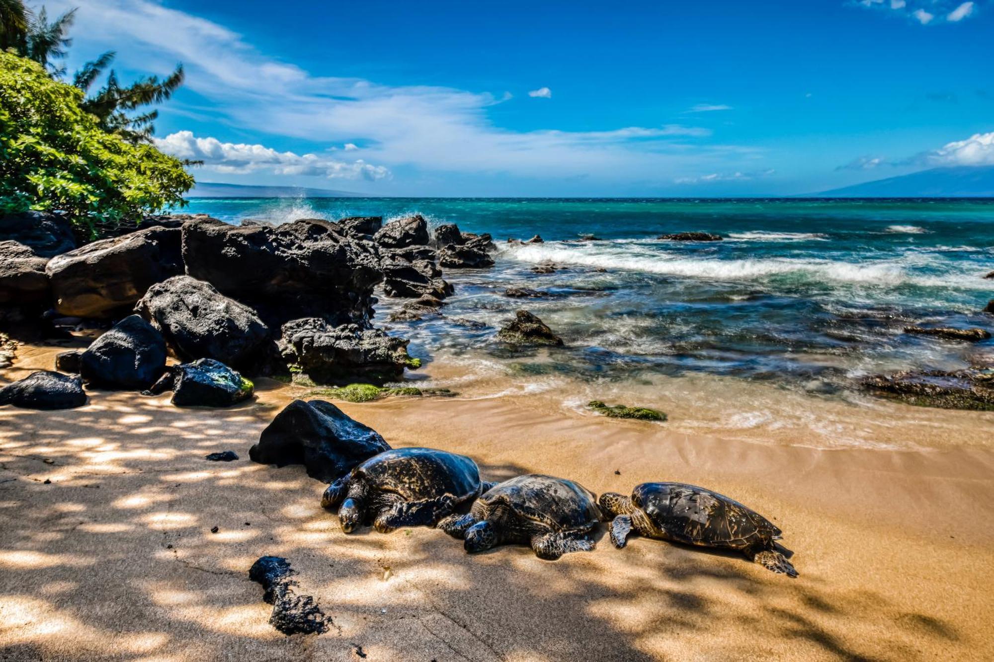 Ferienwohnung Mahina Surf Kahana Zimmer foto